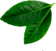 leave__0002_Layer-4.png leave__0002_Layer-4.png