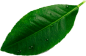 leave__0003_Layer-8.png leave__0003_Layer-8.png