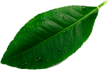 leave__0003_Layer-8.png leave__0003_Layer-8.png